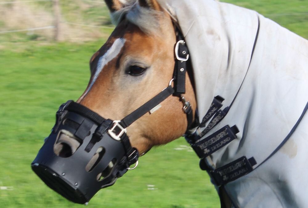 Fressbremse beim Pferd: Tierquälerei oder Lebensretter?